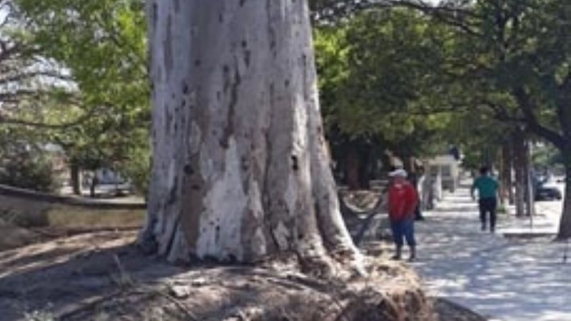 Protección de añejo árbol