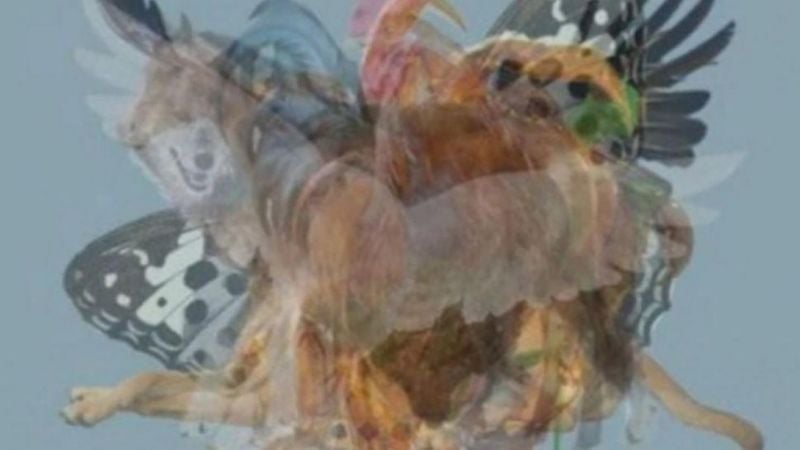 El desafío viral que define tu personalidad: ¿Qué animal ves primero?