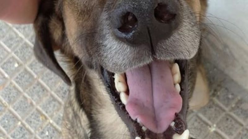 Proteccionistas desbordados por el creciente abandono de animales