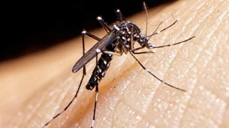 Ocho nuevos casos de dengue y cero de coronavirus