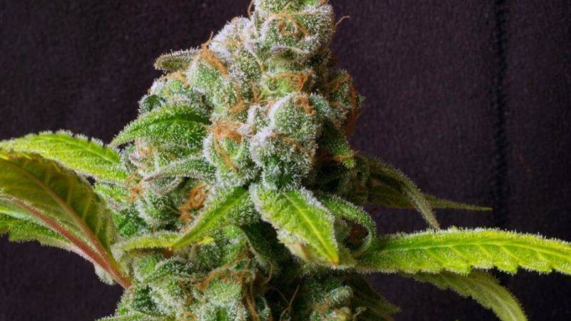 Finalmente, la marihuana ¿puede proteger contra el coronavirus?