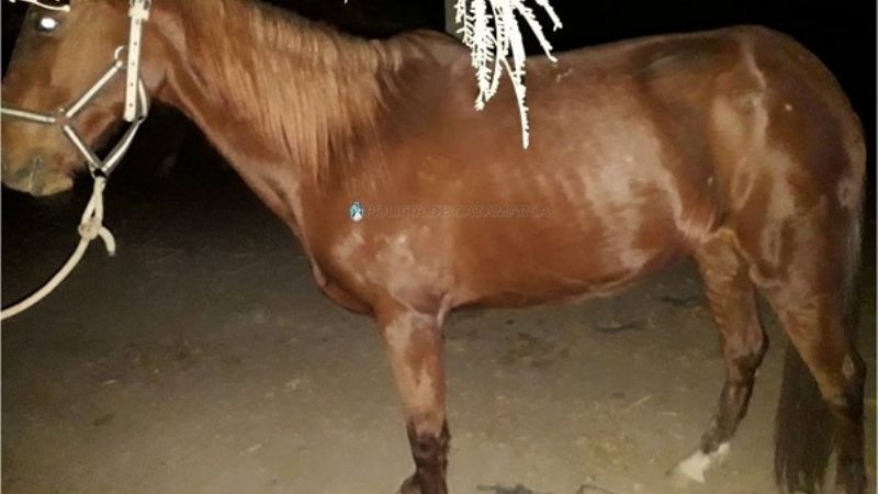 Secuestran animales sueltos en Valle Viejo