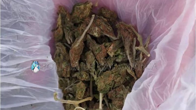 Secuestran cogollos de marihuana en Santa María