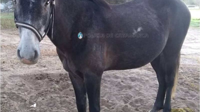 Secuestran un caballo en avenida Virgen del Valle