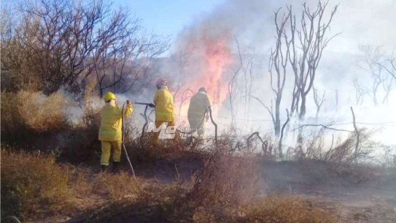 Incendio consumió pastizales y parte de viñedos