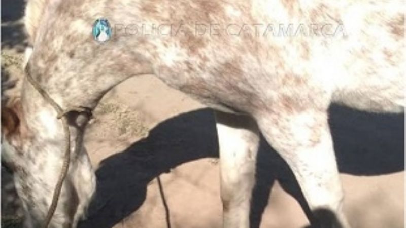 Recuperan animales robados