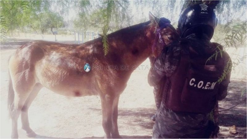 Recuperan animales robados