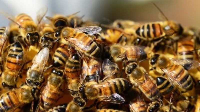 Día Mundial de las Abejas: ¿Por qué son tan importantes?