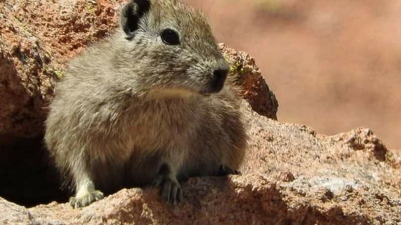 Se celebra el Día de la Diversidad Biológica