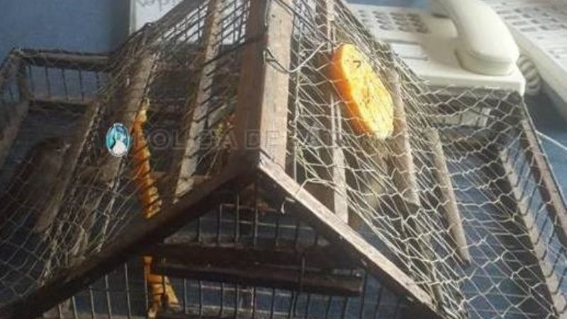 Secuestran aves canoras