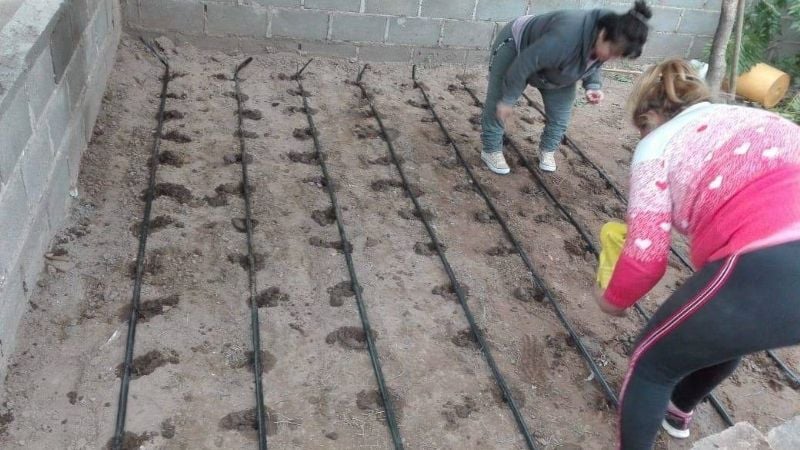 Impulsan Huertas Familiares en Recreo