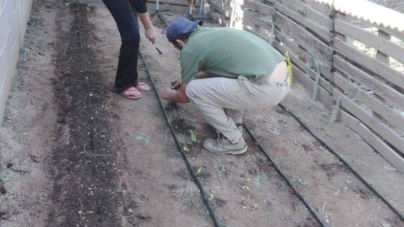 Impulsan Huertas Familiares en Recreo