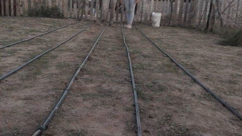 Impulsan Huertas Familiares en Recreo