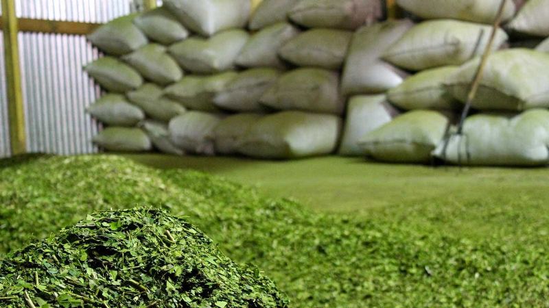El consumo de yerba mate alcanzó 63 millones de kilos en el primer trimestre