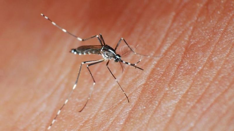 Alerta por el avance del "mosquito tigre" que puede transmitir 22 tipos de virus