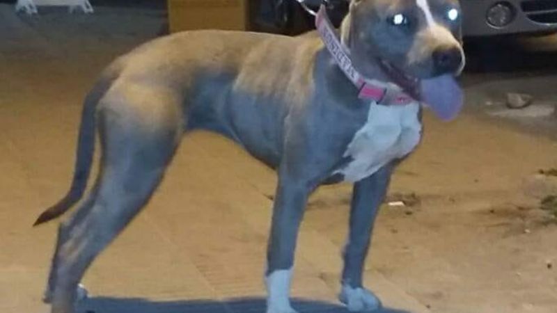 Quiso robar en una casa y un Pitbull lo atacó