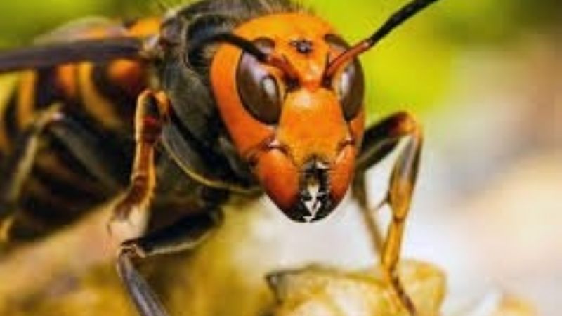 Alarma: llegó a América un insecto gigante que es mortal para las personas y destroza colmenas de abejas en horas