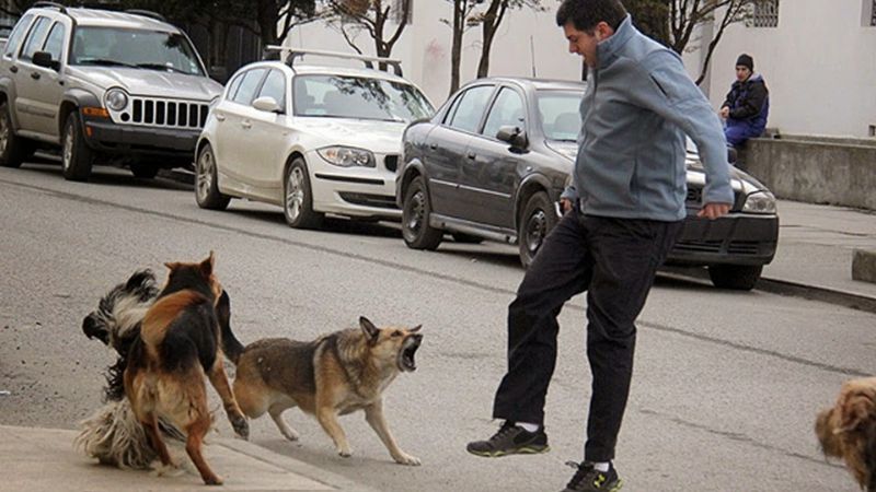 Vecinos preocupados por ataque de perros