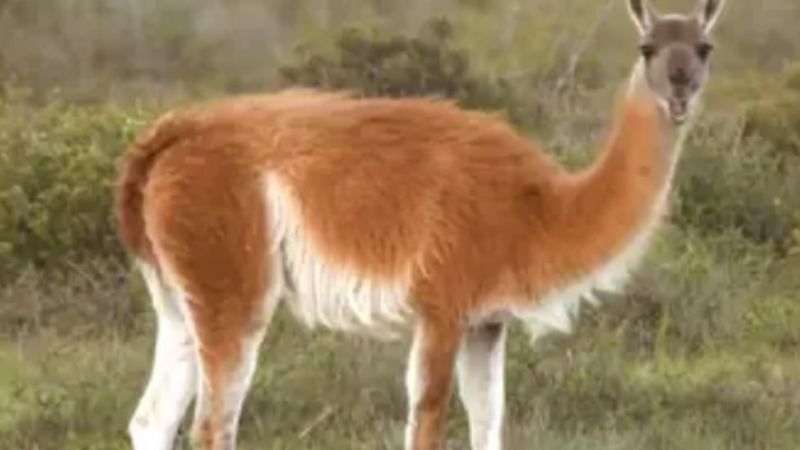 Las llamas y alpacas podrían tener los anticuerpos contra COVID-19