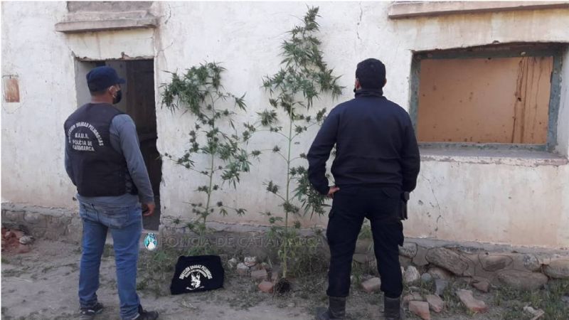Secuestraron dos plantas de marihuana en Santa María