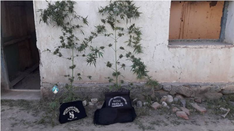 Secuestraron dos plantas de marihuana en Santa María