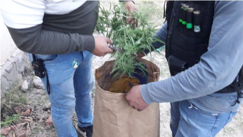 Secuestraron dos plantas de marihuana en Santa María