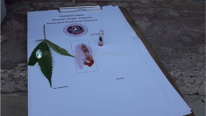 Secuestraron dos plantas de marihuana en Santa María