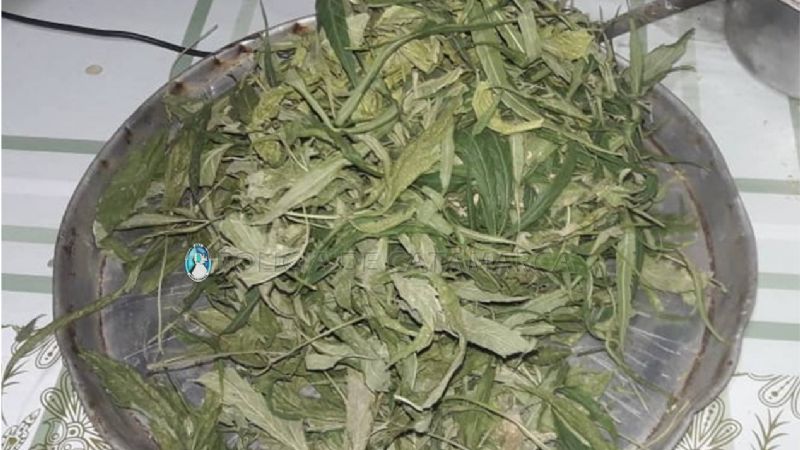 Secuestraron dos plantas de marihuana en Santa María