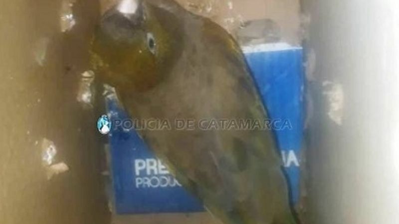 Le secuestraron un loro barranquero