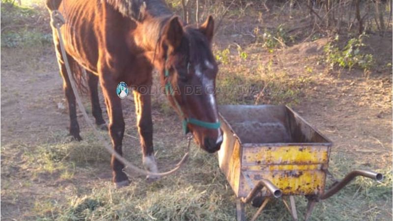 Secuestran un animal suelto en la ciudad