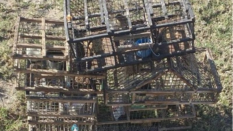 Demorado por tener aves canoras