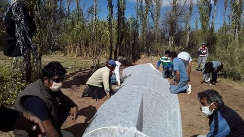Productores de Palo Blanco ensayan nuevo método de cultivo