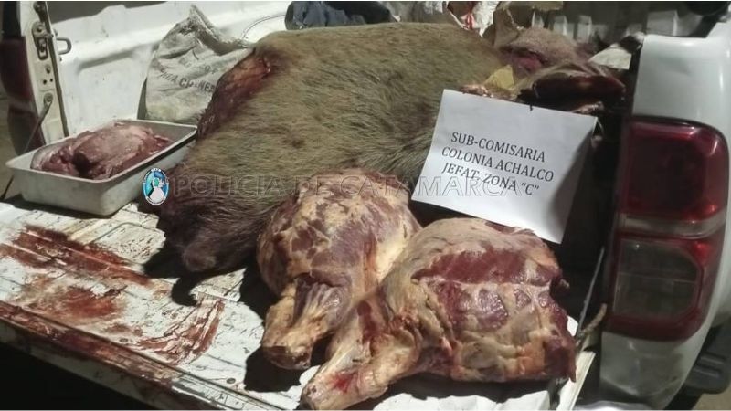 Jóvenes detenidos por robar y faenar dos animales porcinos