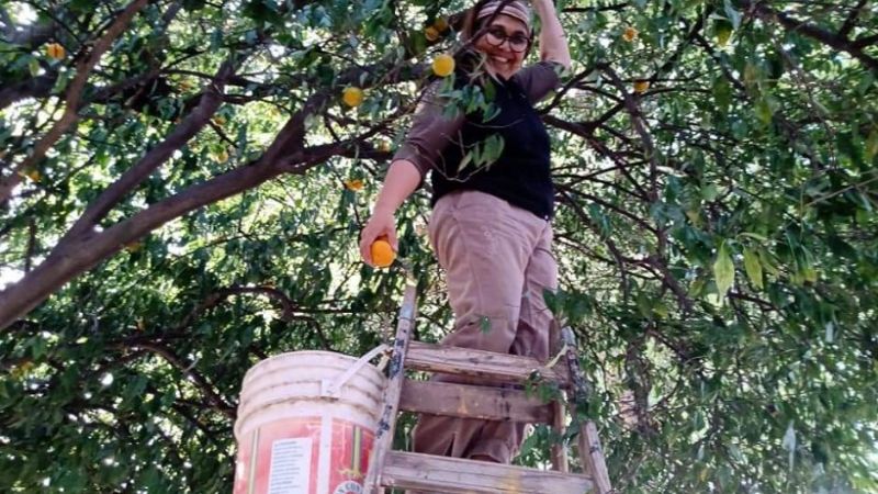 Docentes venden mandarinas para comprar insumos de higiene