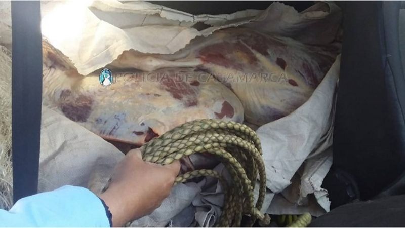 Decomisan carne vacuna en Valle Viejo