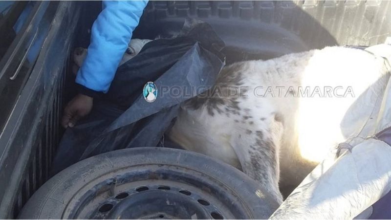 Decomisan carne vacuna en Valle Viejo