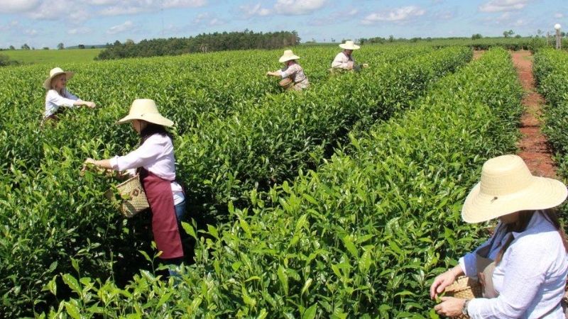 El té afectado por la crisis en las ventas al exterior
