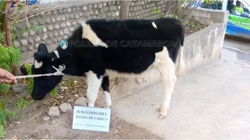 Recuperan un ternero robado