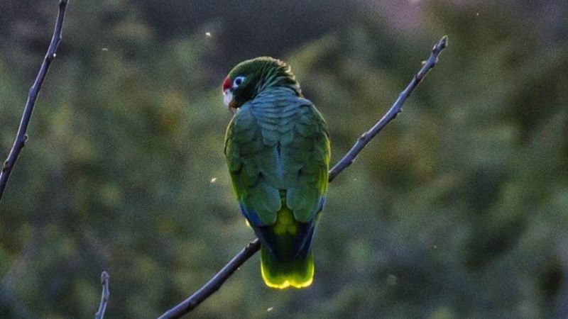 ¿Sabías que en Las Juntas se encuentra la mayor comunidad de loro alisero?