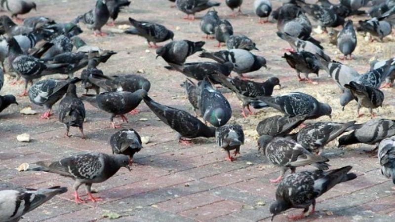 Autorizan la caza control de palomas