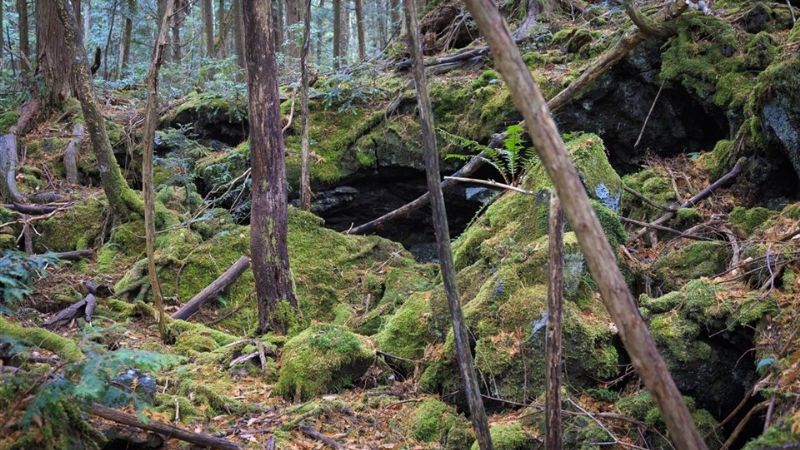 Aokigahara, el bosque de los suicidios