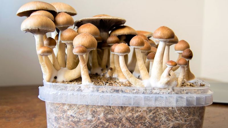 Setas alucinogenas: Un ingrediente psicoactivo podría "resetear" el cerebro de una persona con depresión