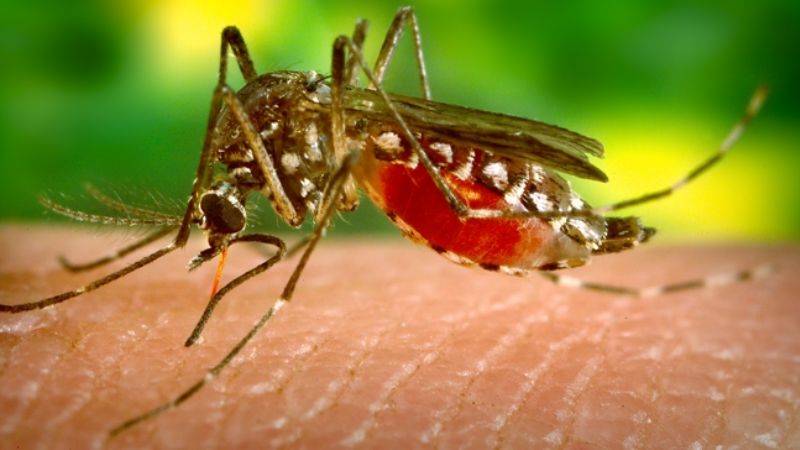 Una nueva cepa del virus del zika podría causar otra epidemia