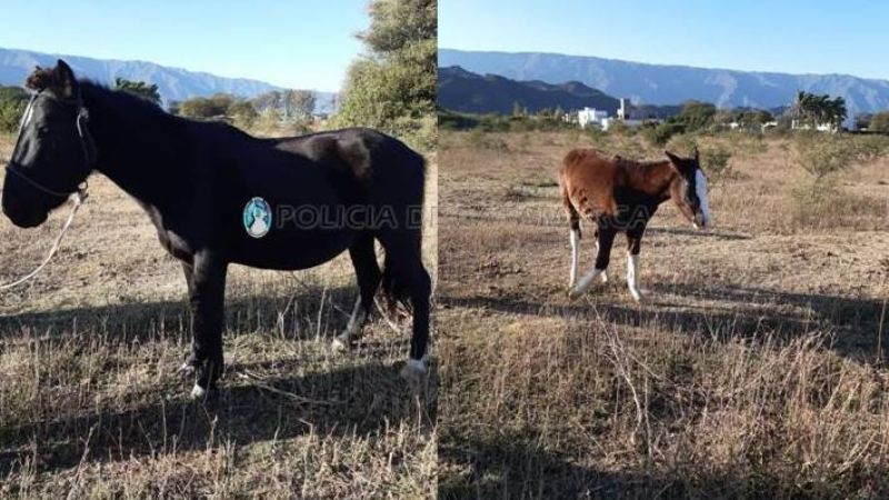 Recuperan dos caballos robados en Valle Viejo