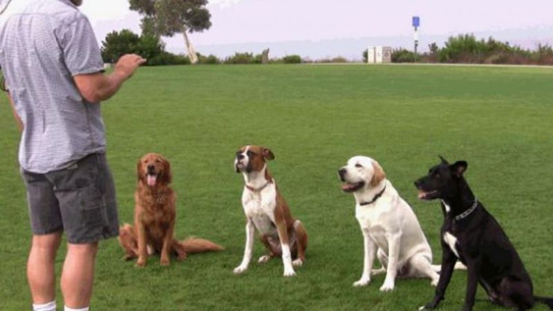 La UBA entrenará perros para que detecten coronavirus a través del olfato