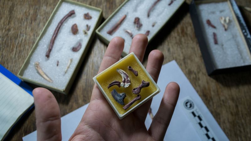 Descubren un pequeño dinosaurio carnívoro con alas en la Patagonia