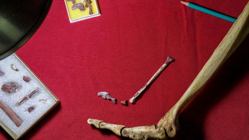 Descubren un pequeño dinosaurio carnívoro con alas en la Patagonia