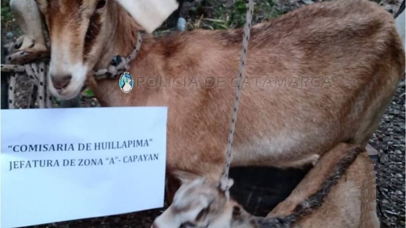 Robaron animales en San Pedro y los encontraron en Las Palmas