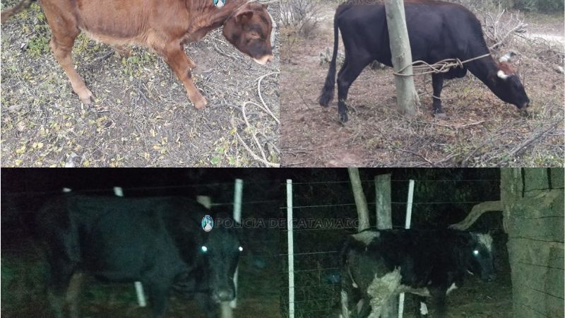 En Valle Viejo recuperan animales robados en Paclín