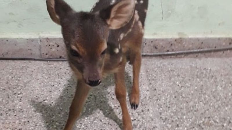 Encontró una cría de corzuela y la entregó a la policía